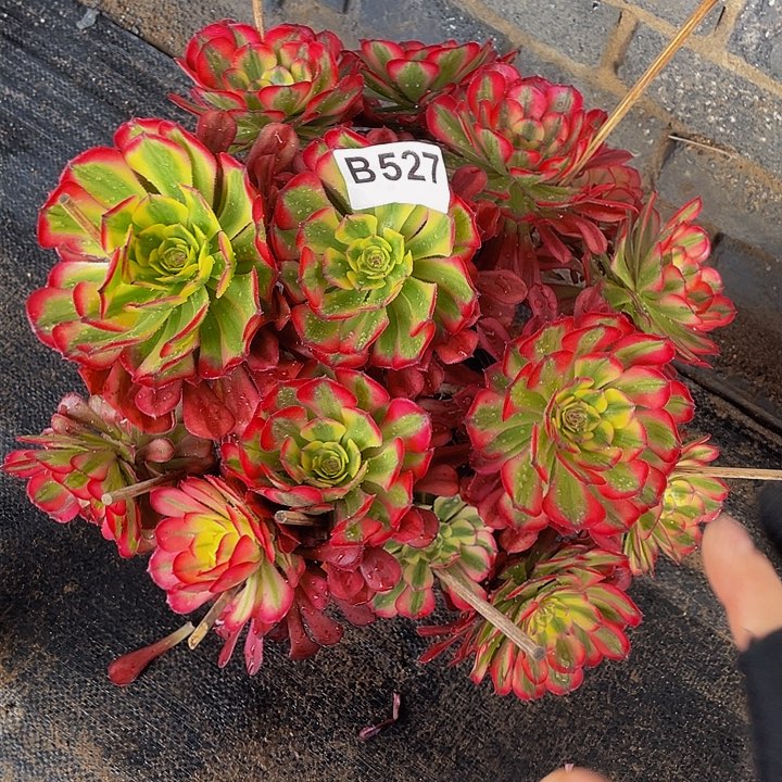 多肉法师527号舞天姬发货不包损