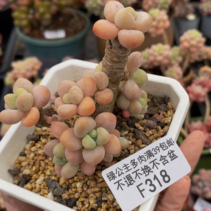 香水洛神老桩7cm318多肉植物