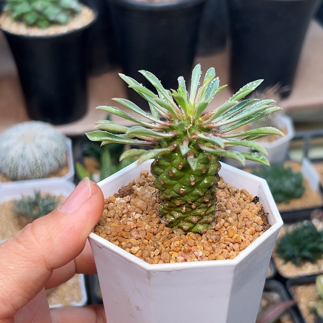 铁甲麒麟一颗一颗一颗一颗