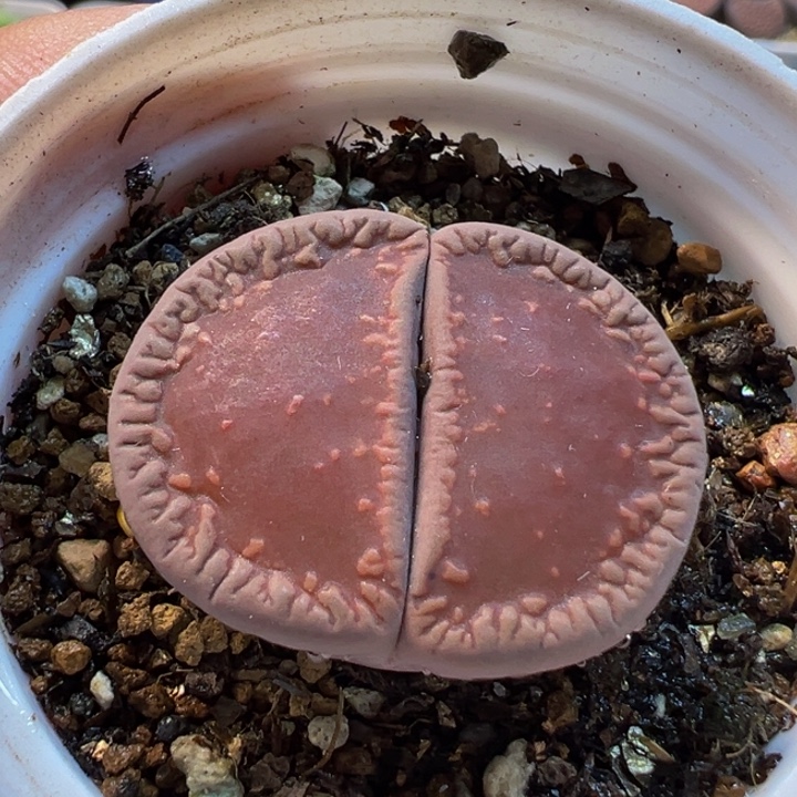 852多肉植物种类多样