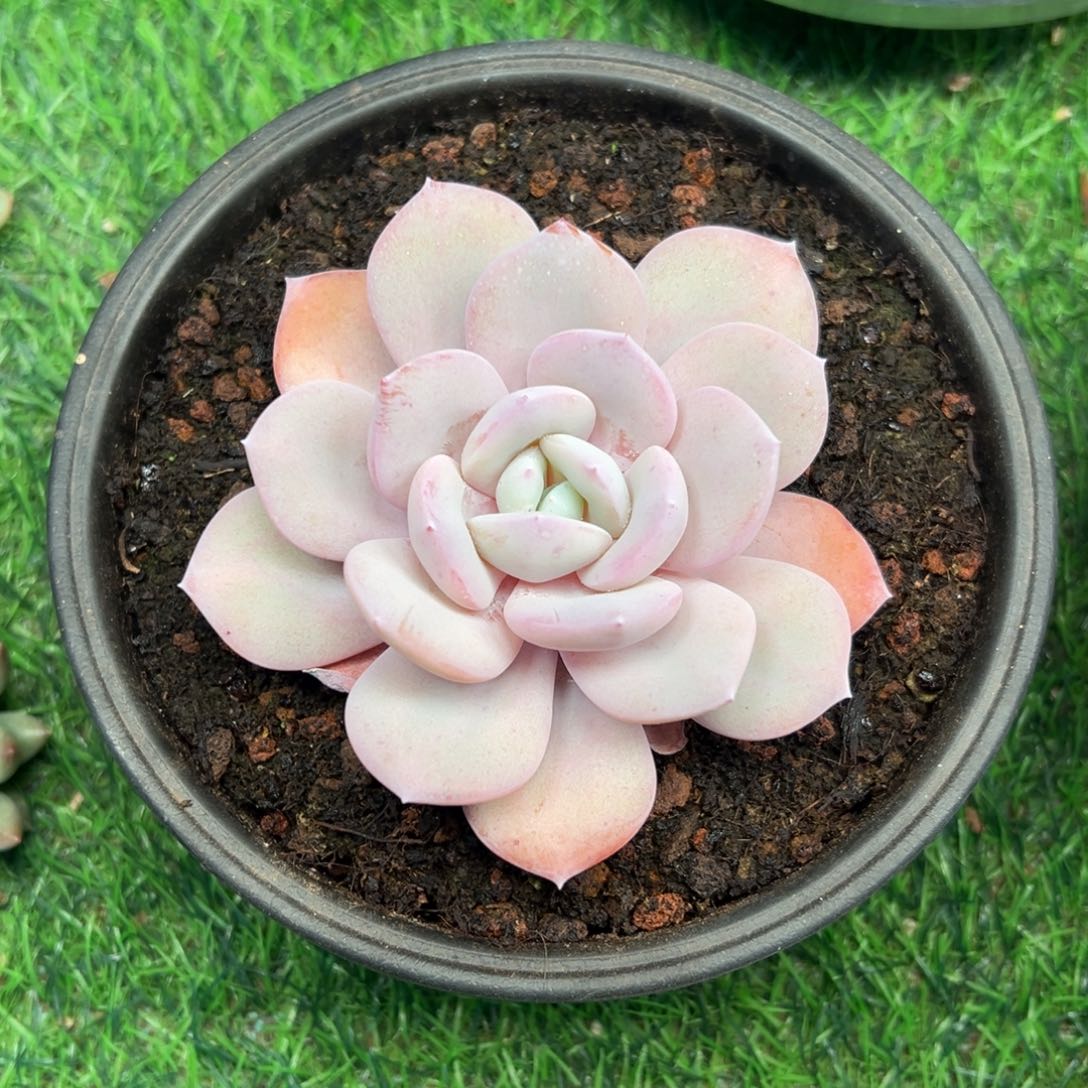 一物一拍链接，奶茶单头