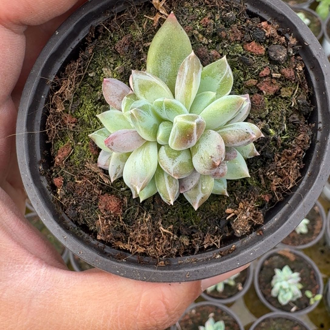 青禾美人 叶插一物一拍