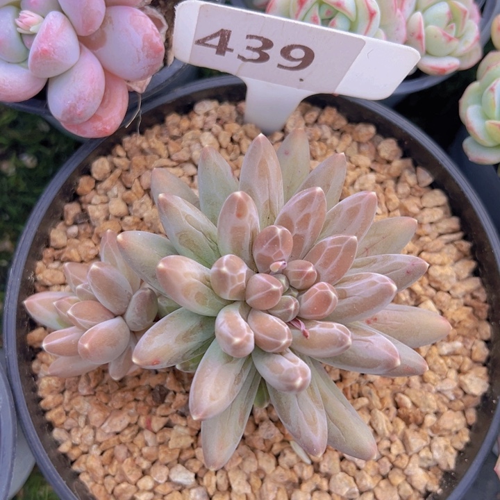 健健康康平平安安