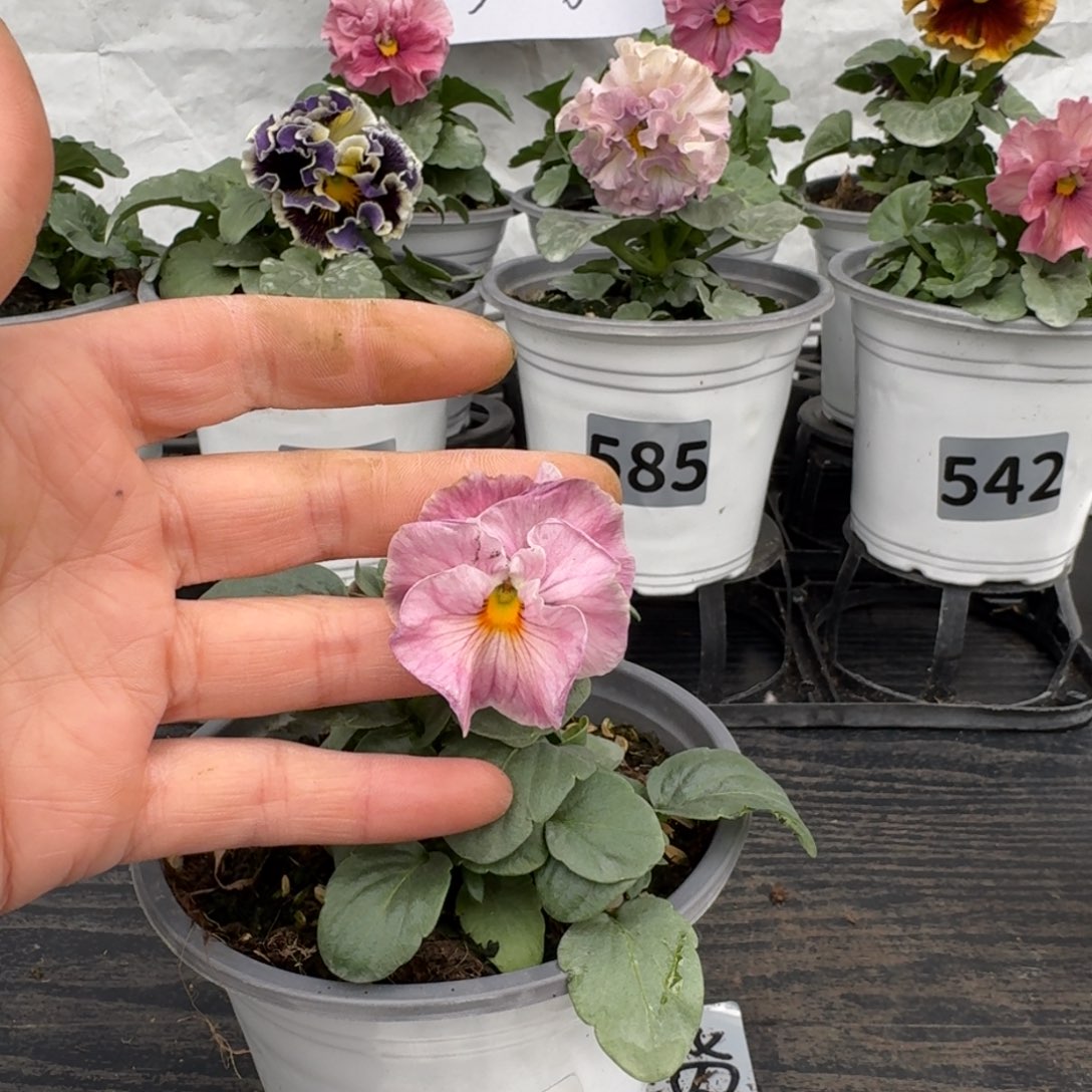 全部花朵661号恋桃