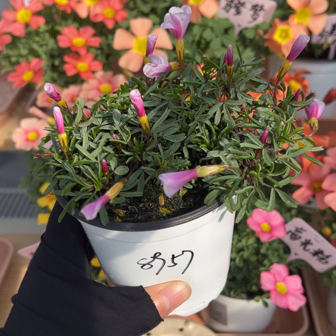 然*呢粉白桃之辉