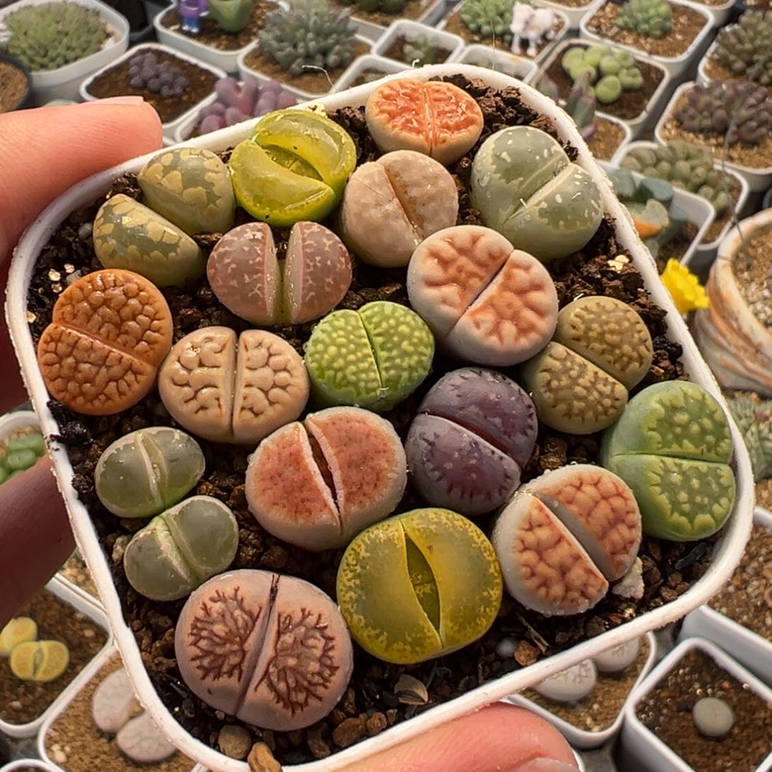 087多肉植物种类多样