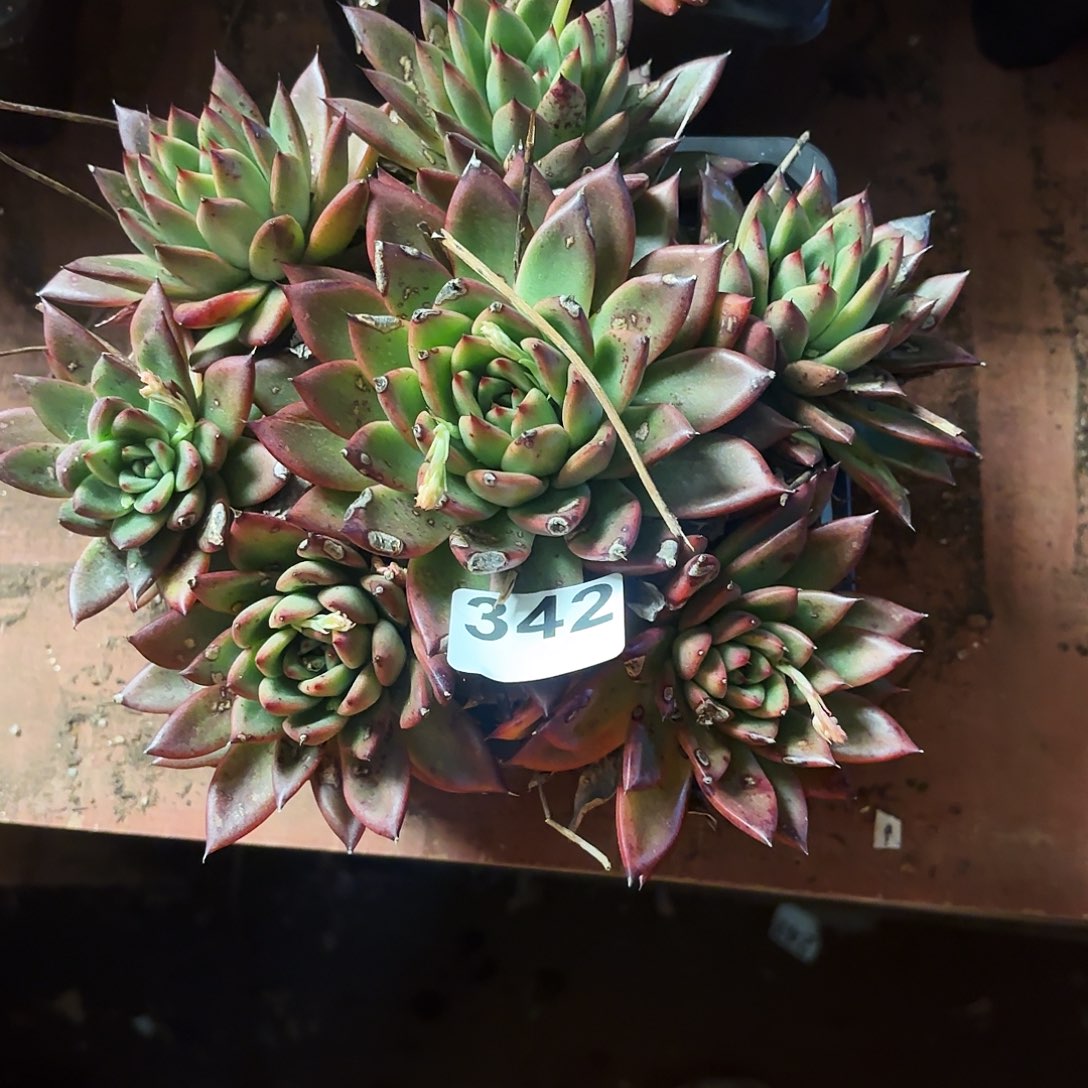 s***7多的植物空拍342号断头吊液不售后