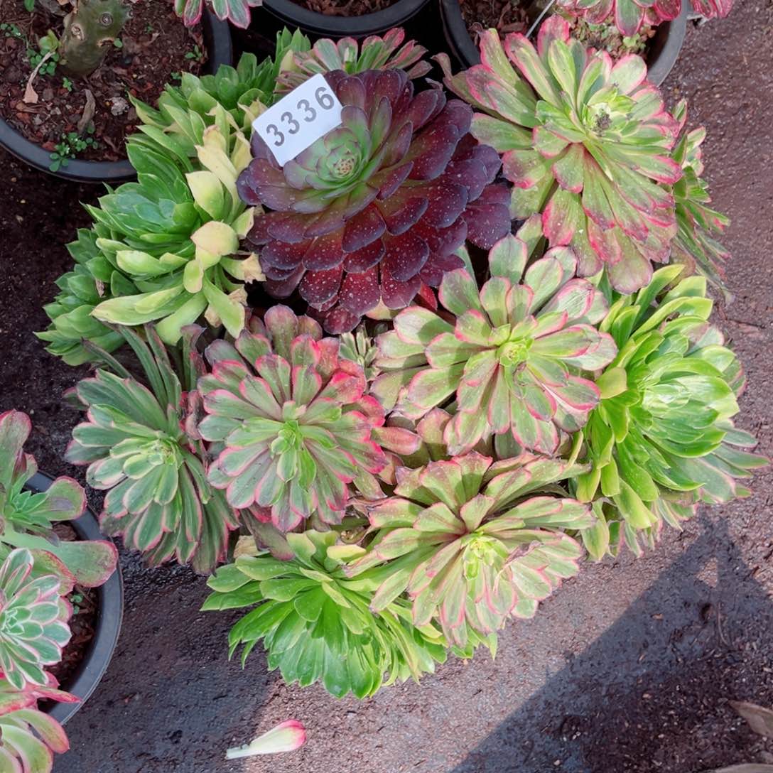 花脸粉黛多肉不售后