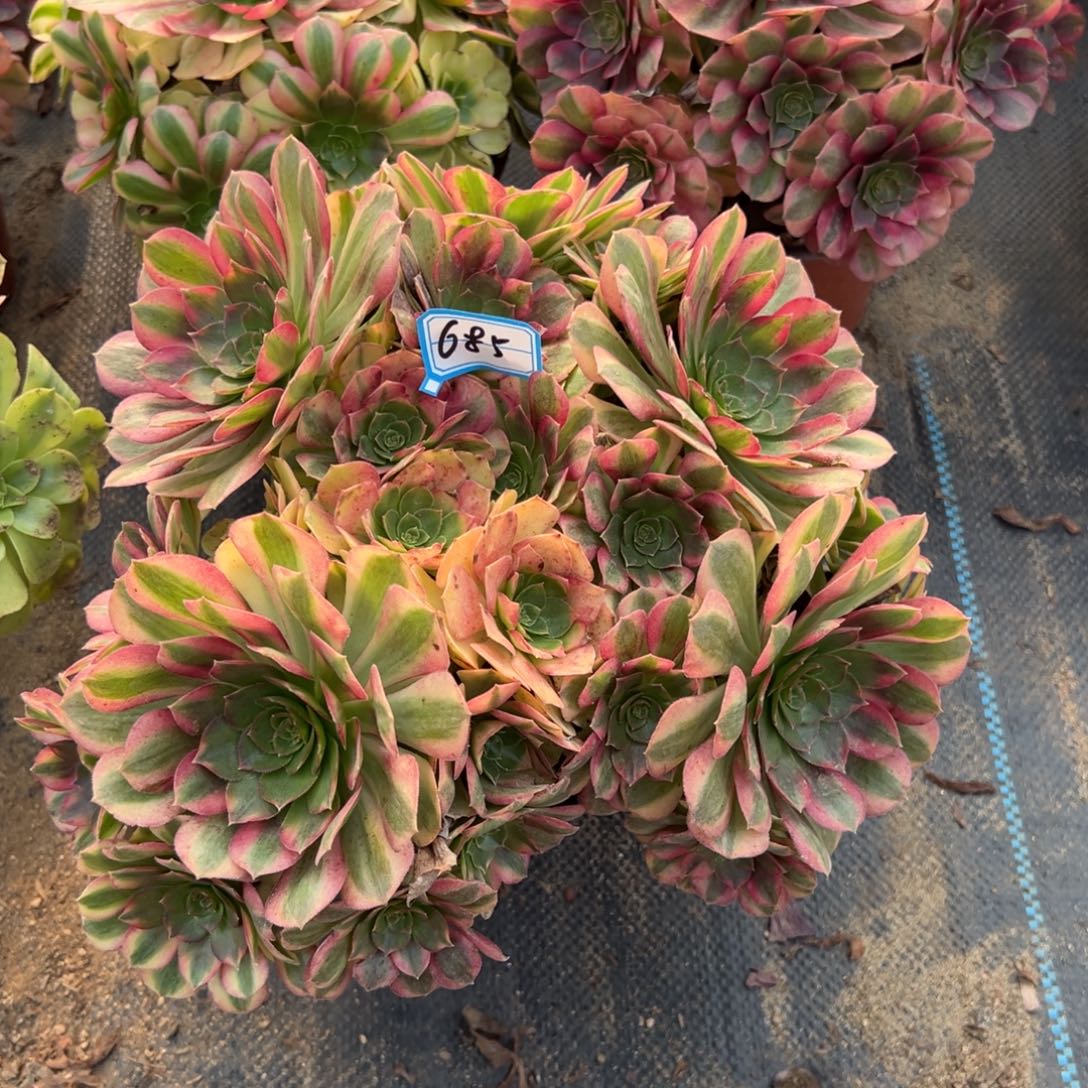 685雨荷多肉植物法师