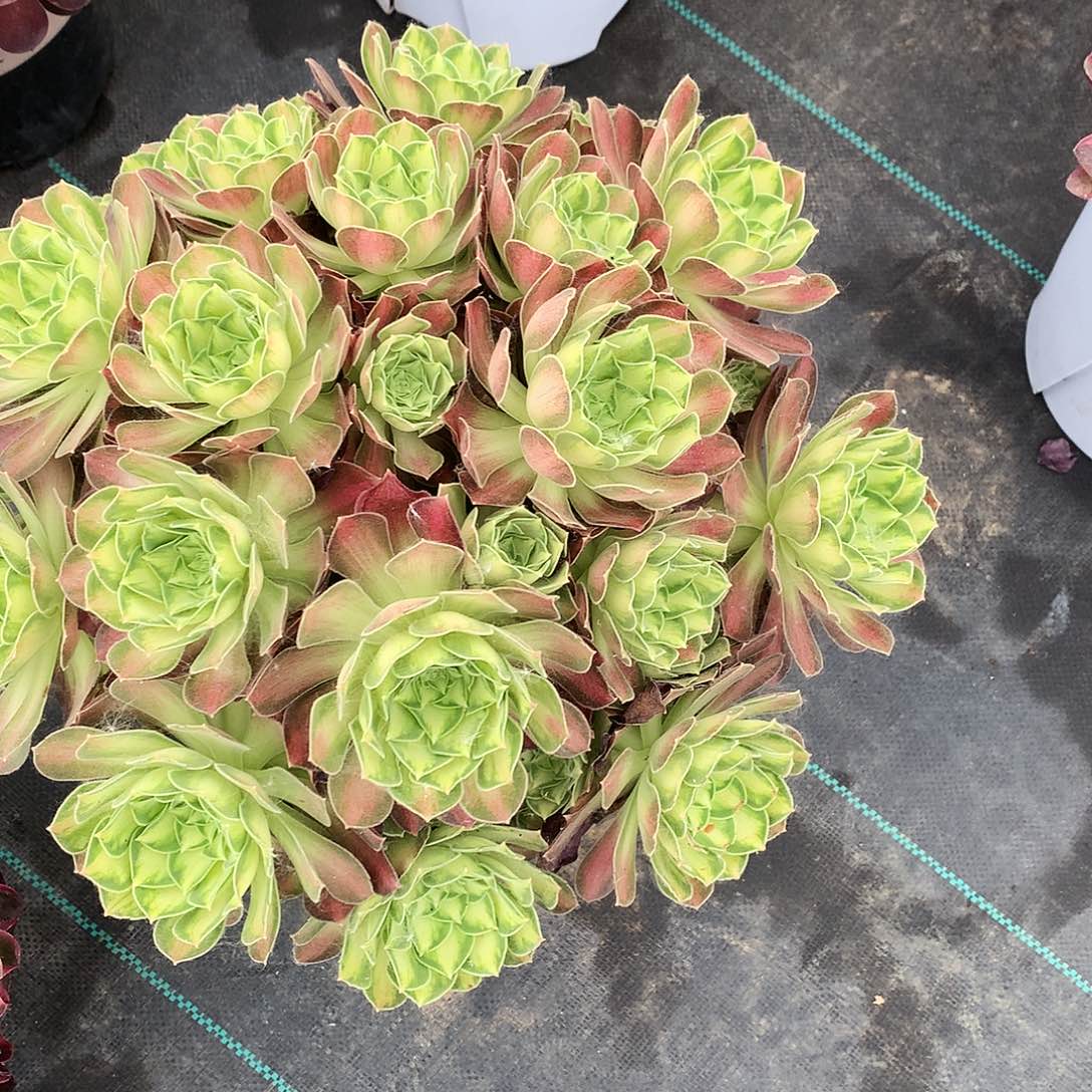 无花朵少华法师图片多肉植物