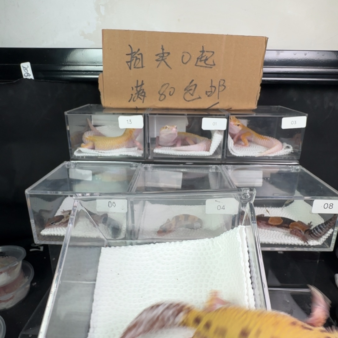 豹纹守宫雷达妹妹