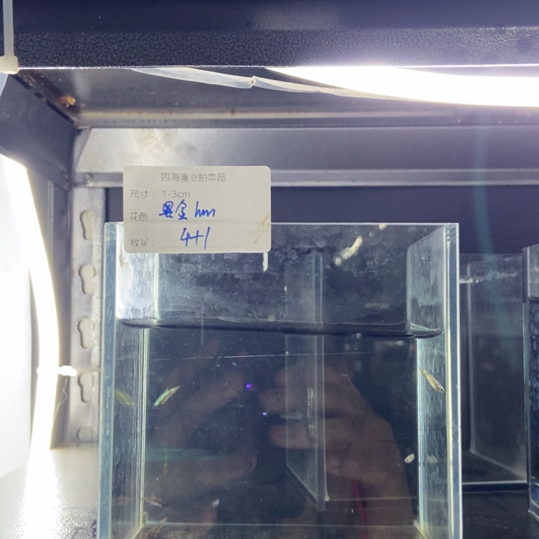 斗鱼包活不包损所见即所得062