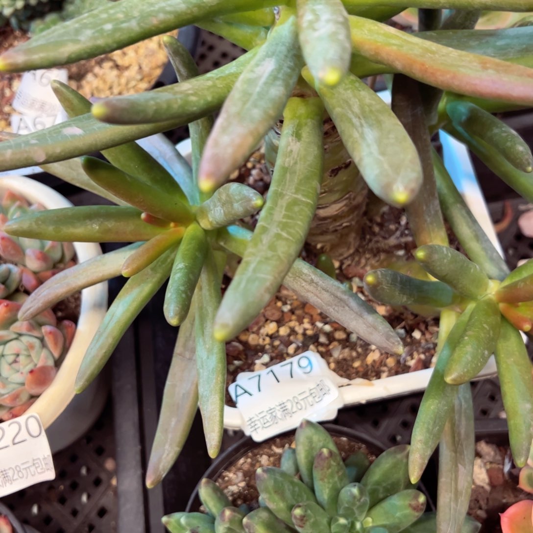 幸运的是我的朋友