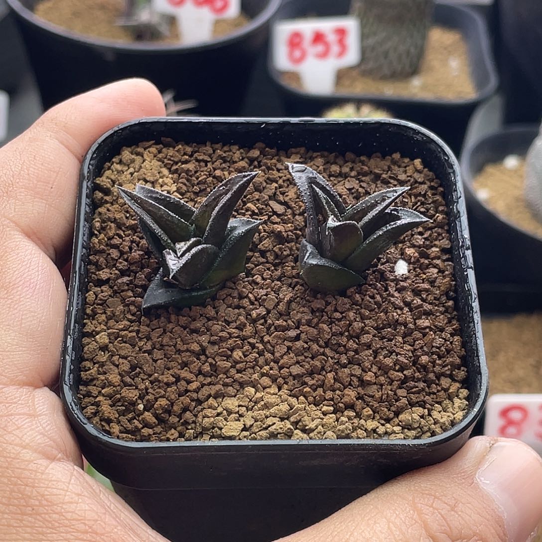 实生丸叶尼古拉2颗