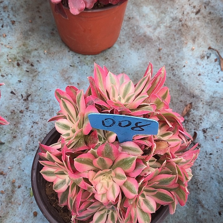 008 一颗粉女巫法师多肉