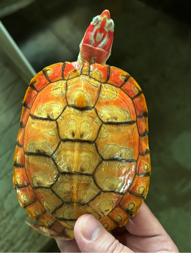 变异巴西龟小乌龟直播选龟