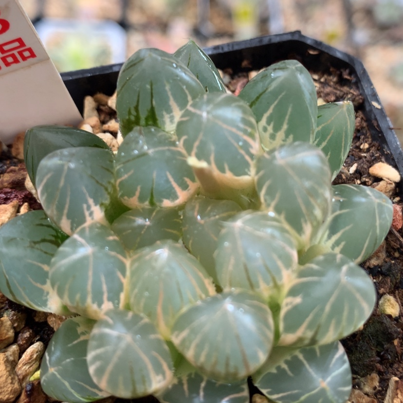 【闪购商品】93霓虹灯