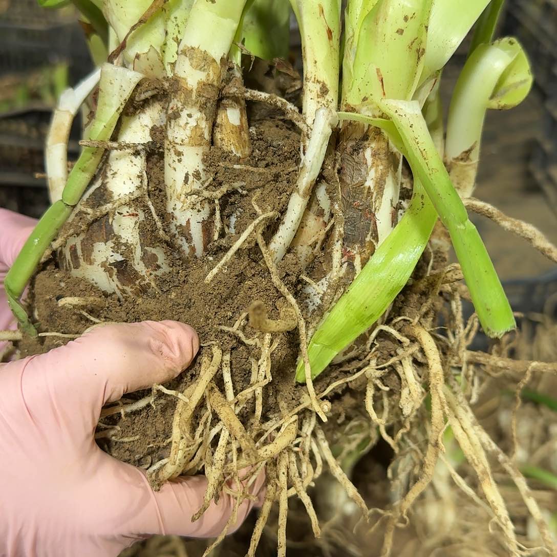 粉色荣耀9+豪华群开坨坨