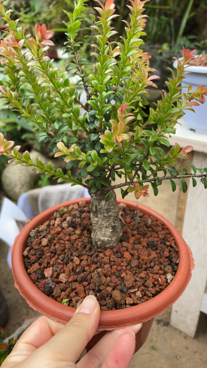 树萝卜开花结果，四季常青