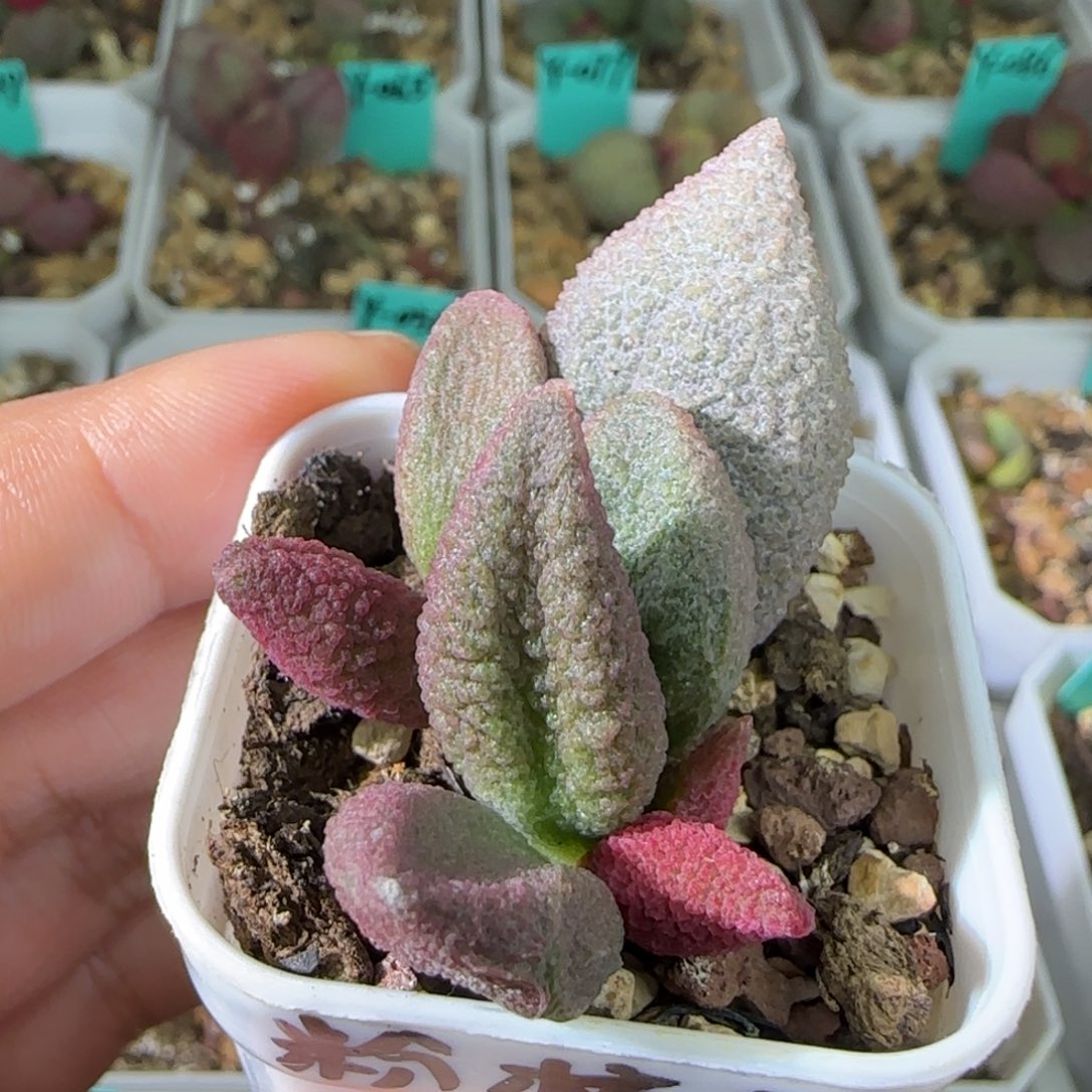 粉核桃叶插，四方盆发