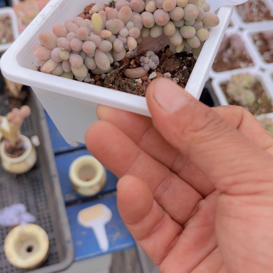 A305桃花奶缀一物一拍