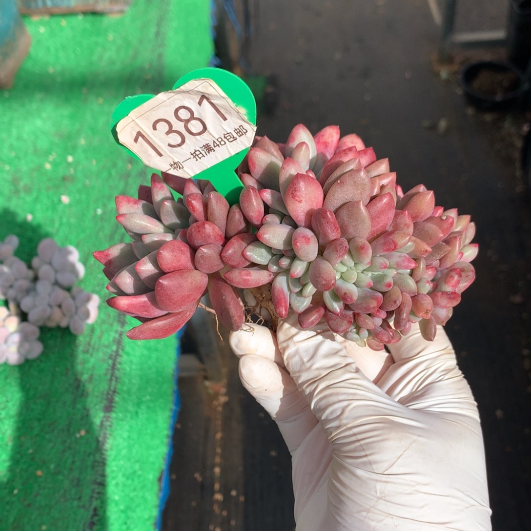 桃花源缀化微瑕疵1381