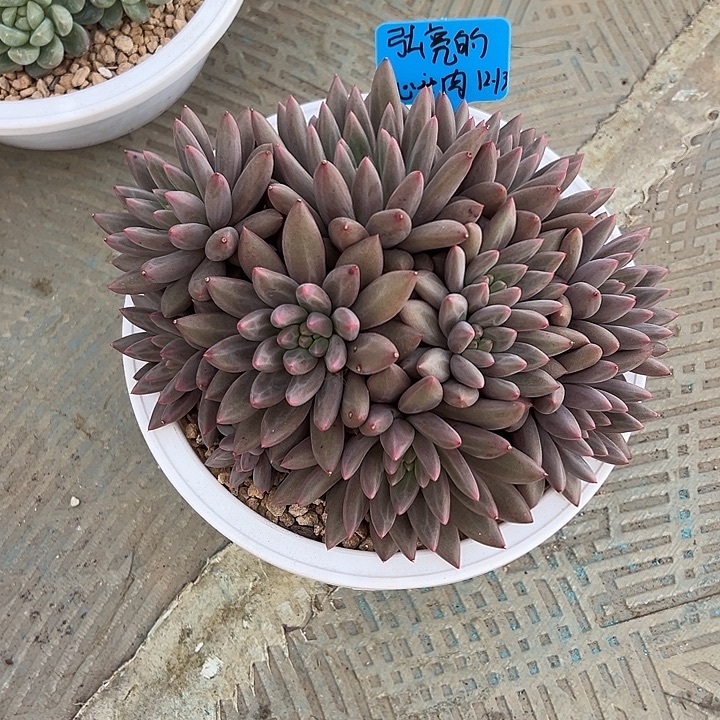 红蜻蜓多头无砍整装群亮寄养