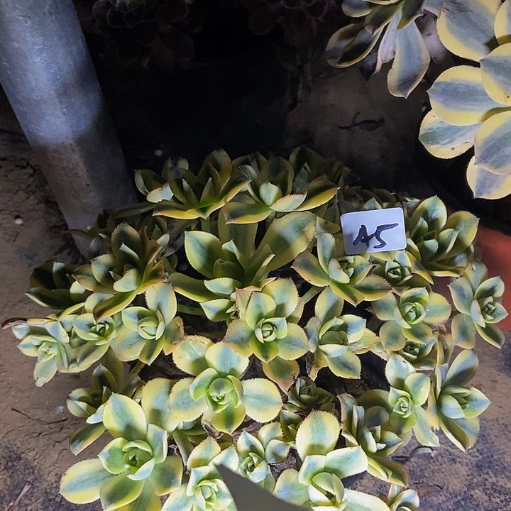 C****?星爆多肉植物5多肉不包断裸根不包断