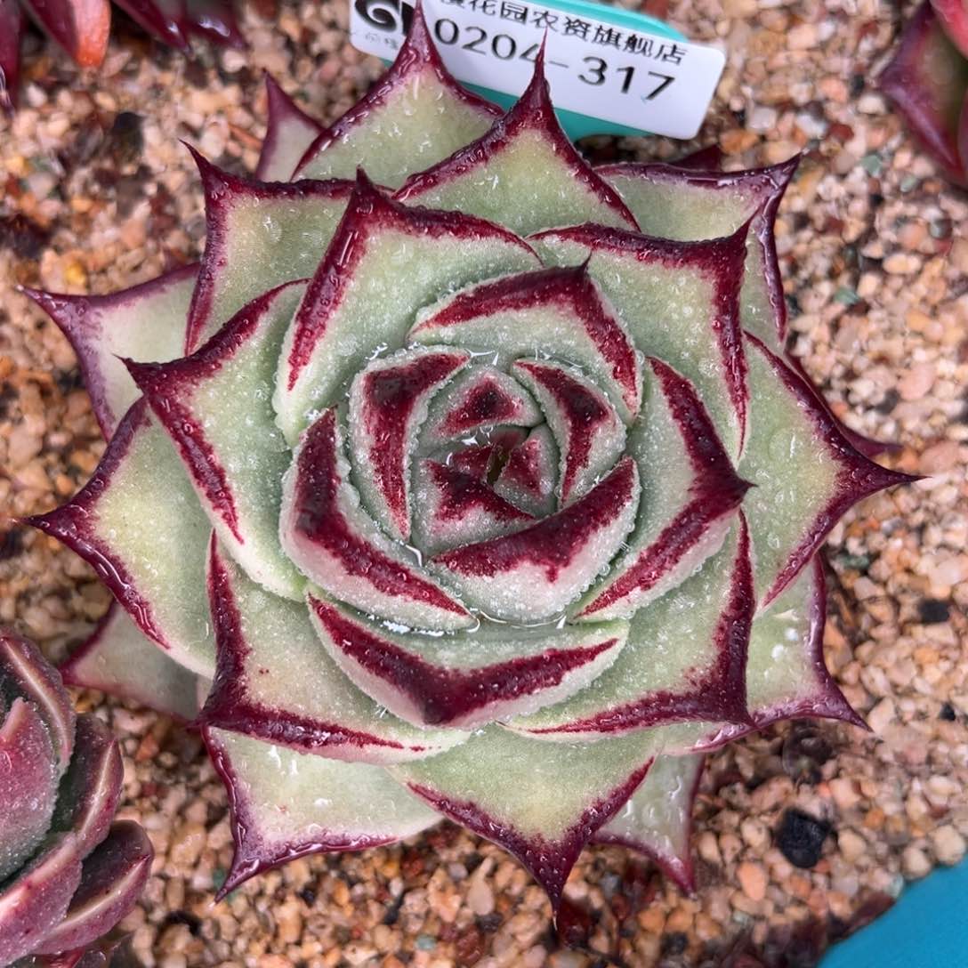 多肉一物一拍0204-317