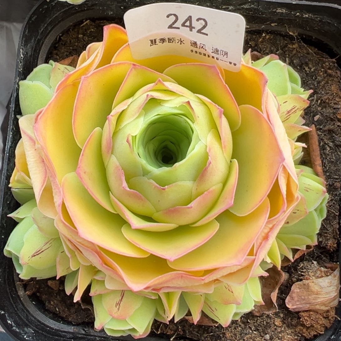 242号小鹿兜—山地玫瑰