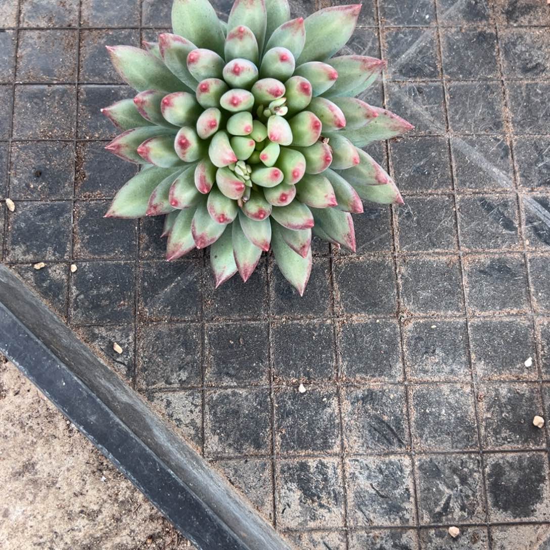 T***i二代虞美人一物一拍