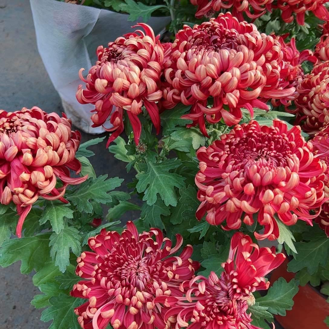 完全开放正风学士