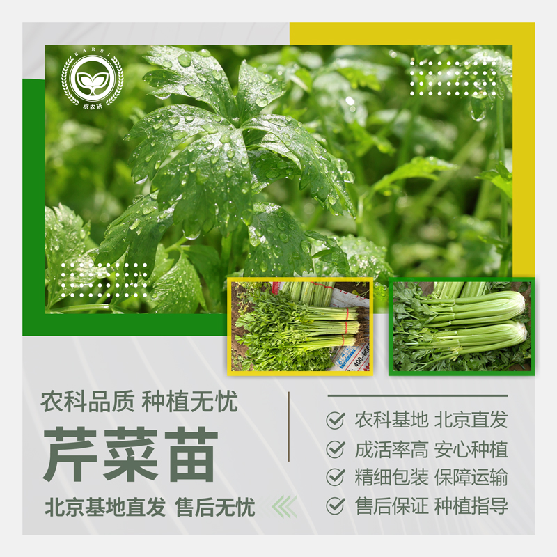 农科院芹菜苗四季小香芹皇后西芹根芹苗春秋阳台菜园蔬菜种籽秧苗