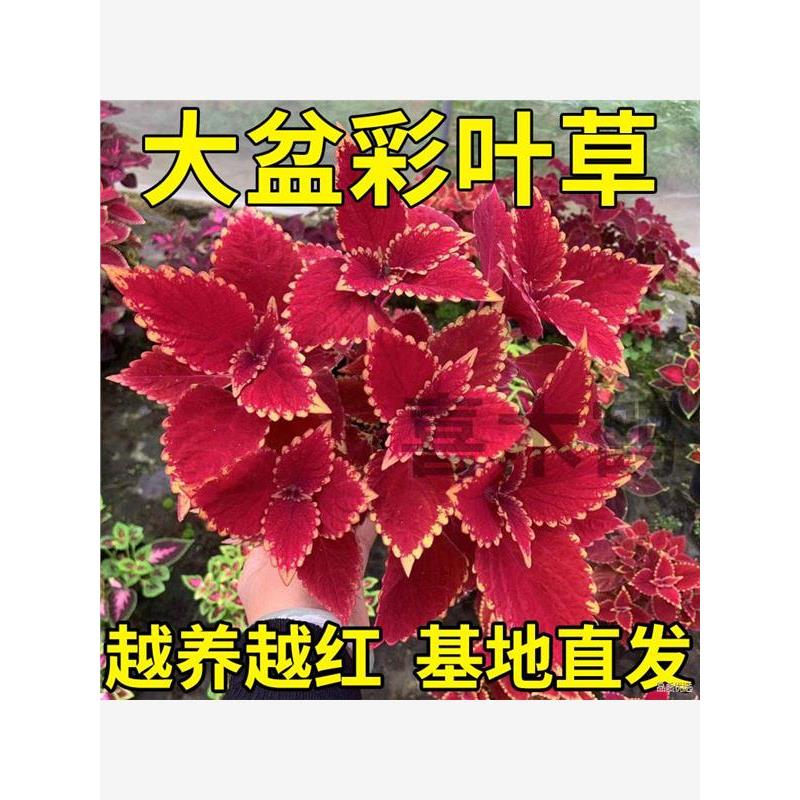 彩叶草盆栽室外庭院花坛绿化好养彩色高颜值观叶花卉喜阳耐晒绿植