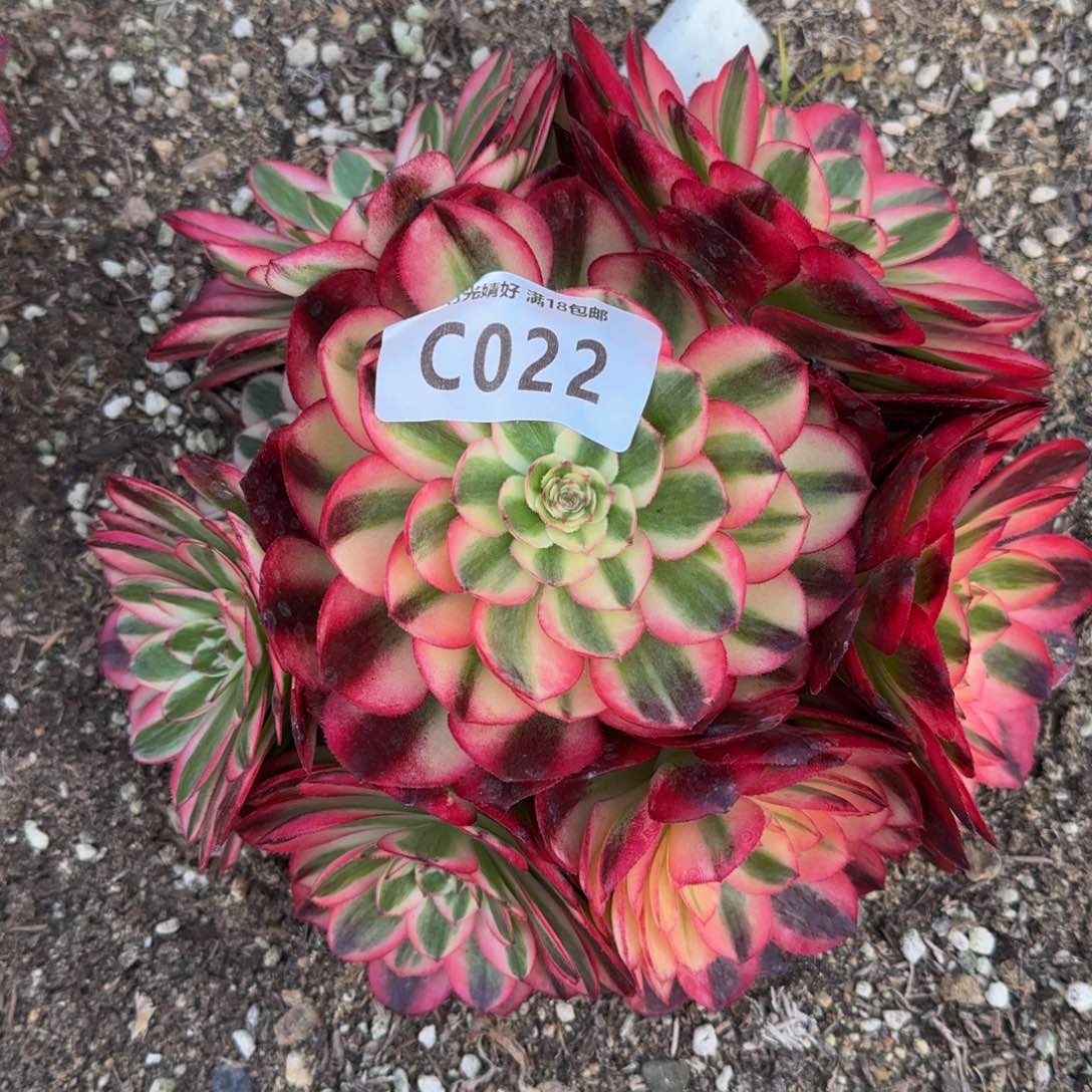 幸***烊022红荔枝多肉植物