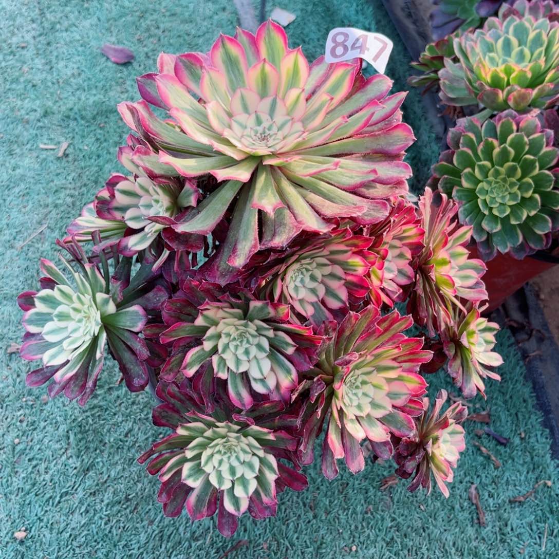 847铜鼓超白锦多肉植物