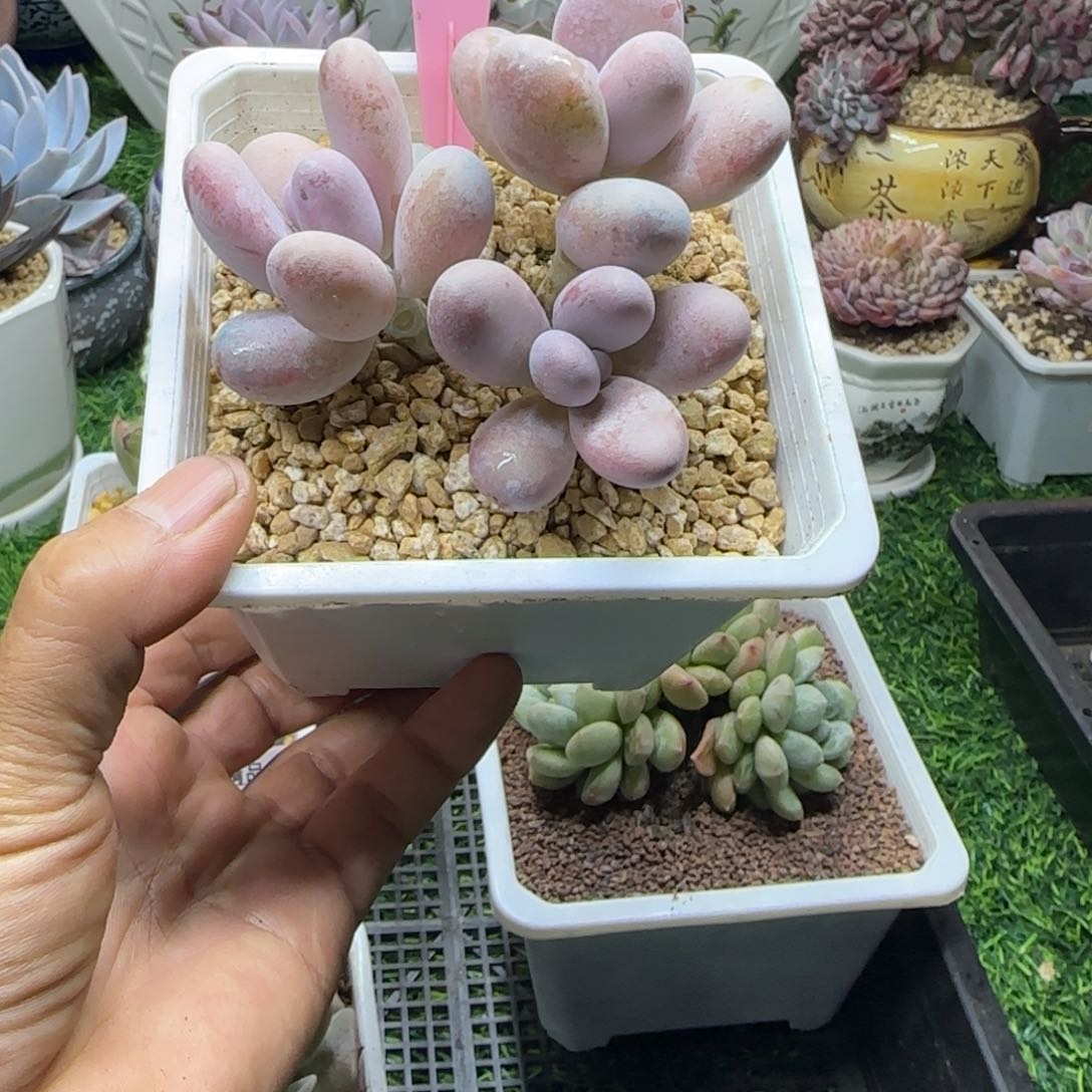 锦安多肉植物编号235