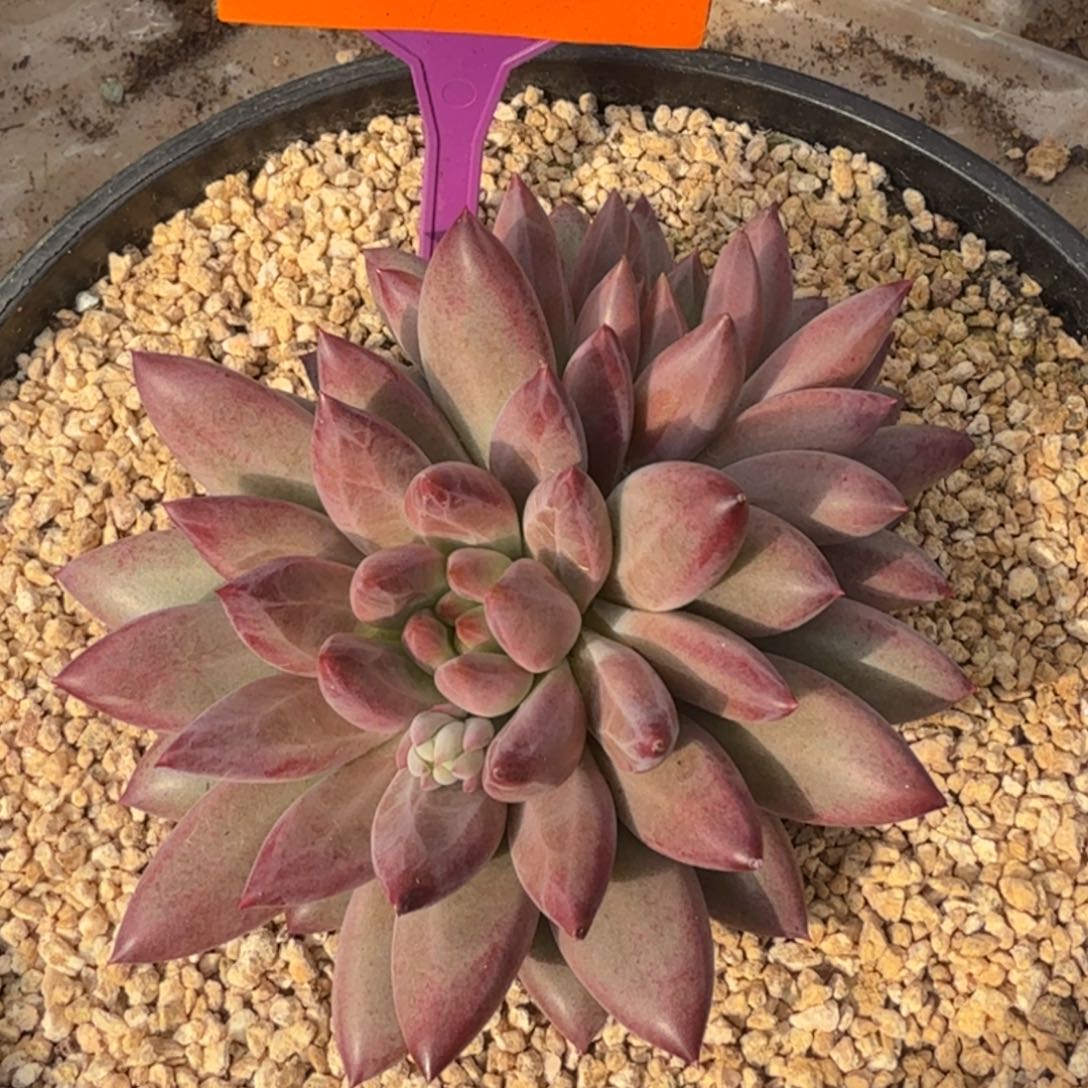 虞美人一物一拍596