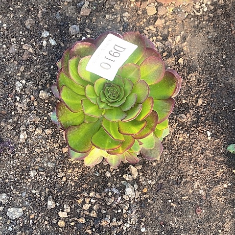 910荔枝多肉中斑