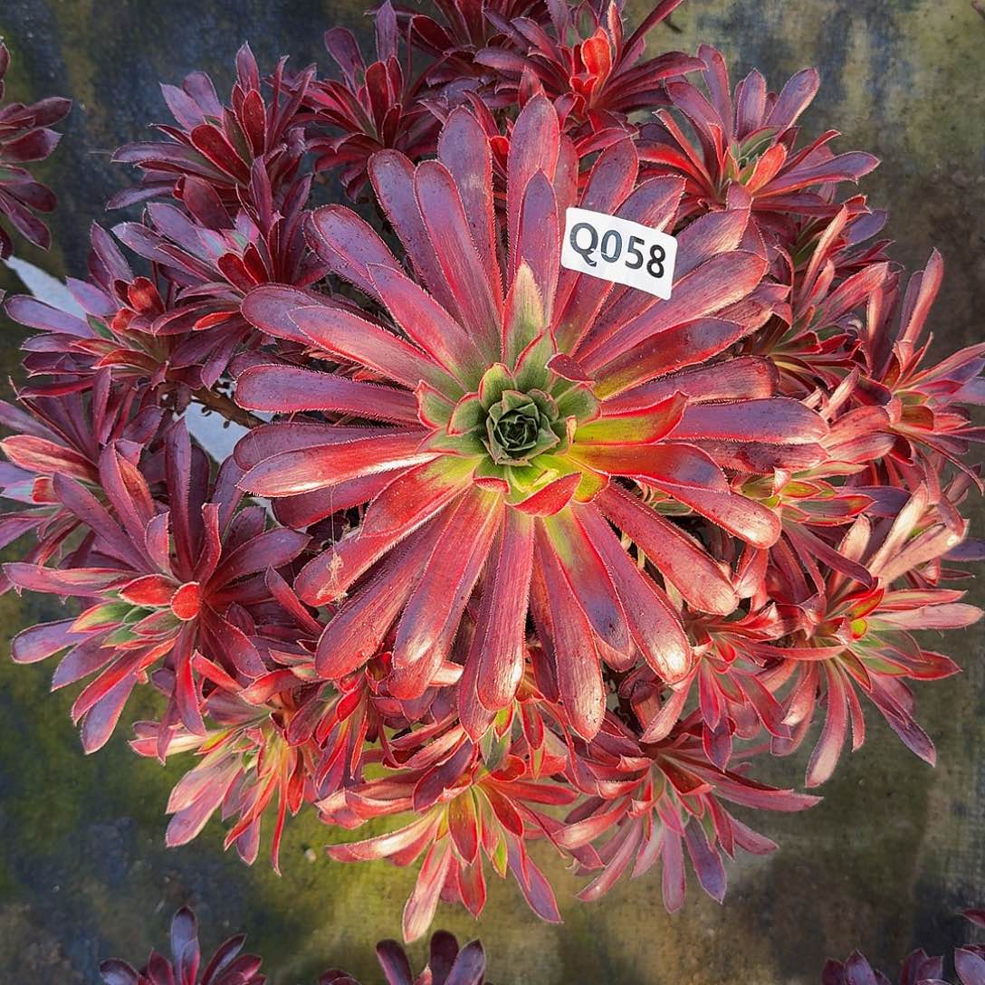 全部花朵058孔雀锦33冠服33.35