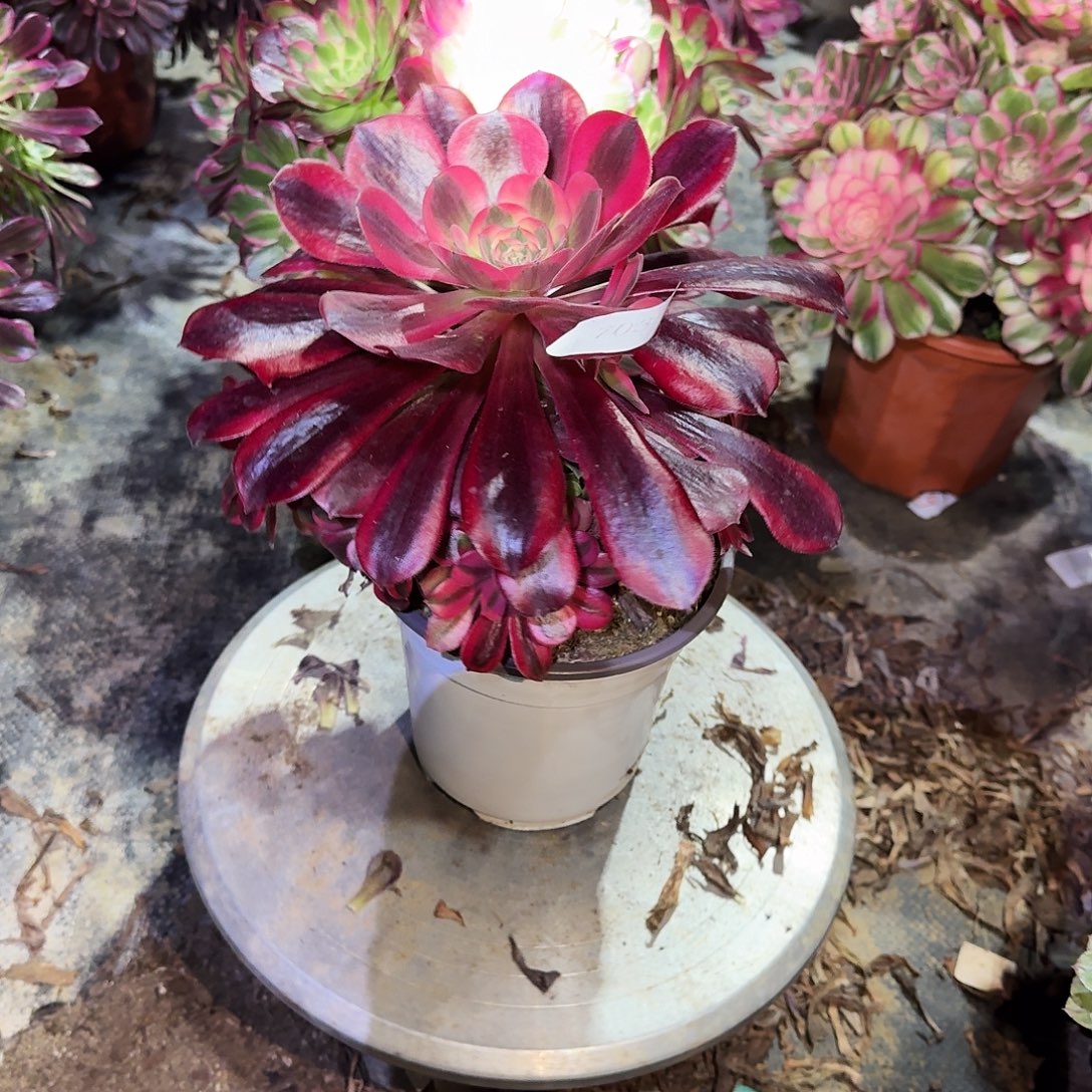 多肉植物美杜莎703