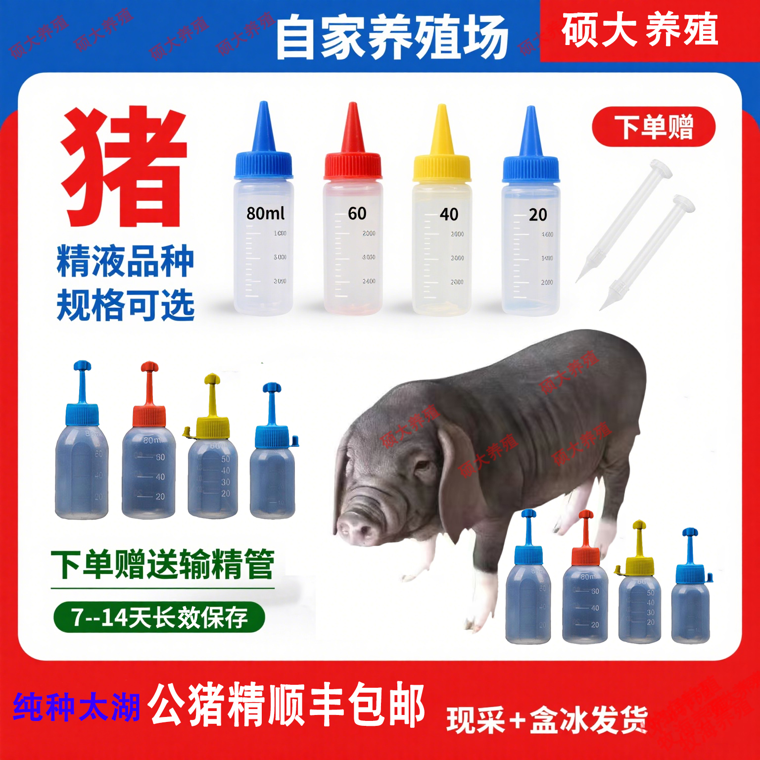 原种太湖一代发情种公输精管瓶包原种包建康包对版猪用耗材包邮