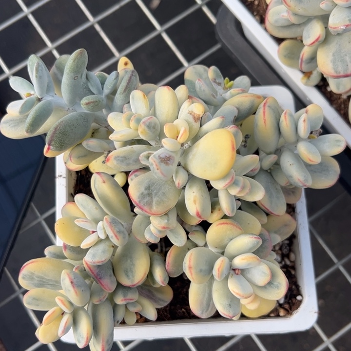 无花朵无砍福娘锦阴阳