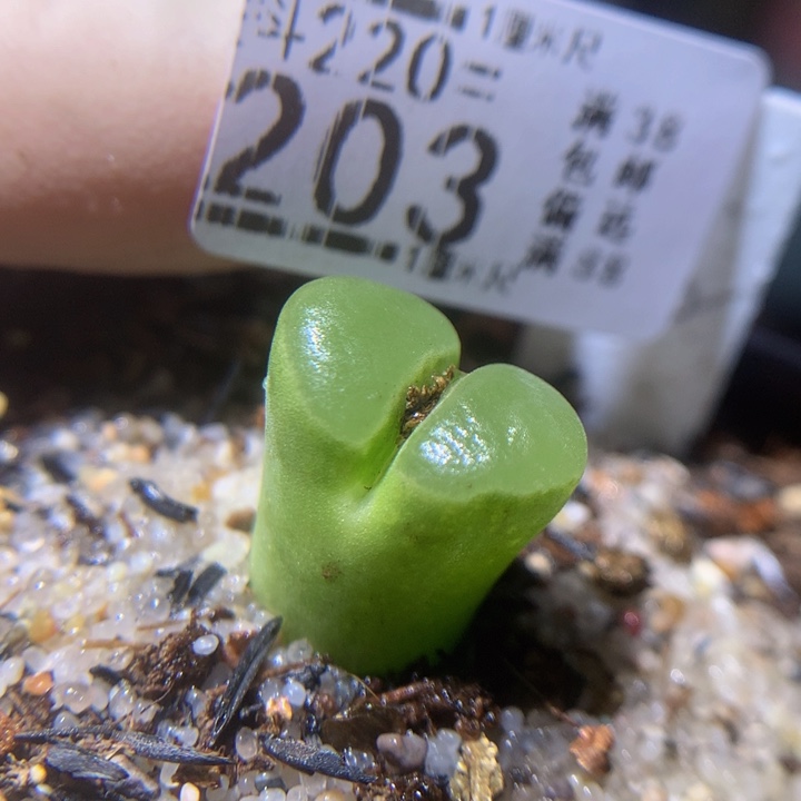 精品生石花220.203