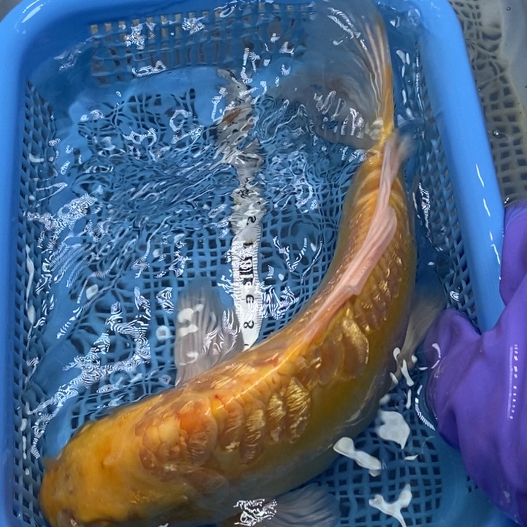 锦鲤冷水锦鲤包邮