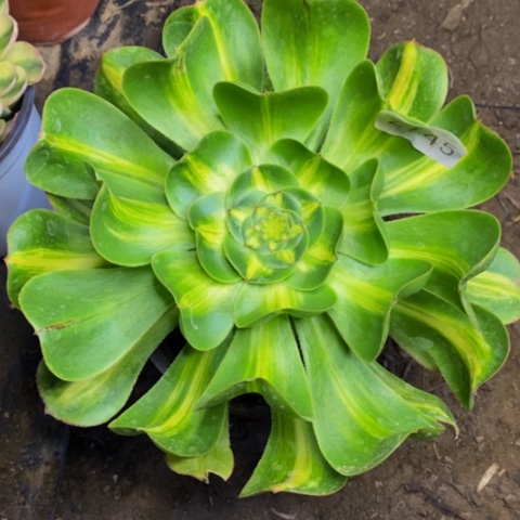 暴君多肉植物2745