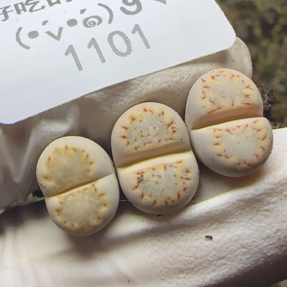 1101。217饼干。。。。。。