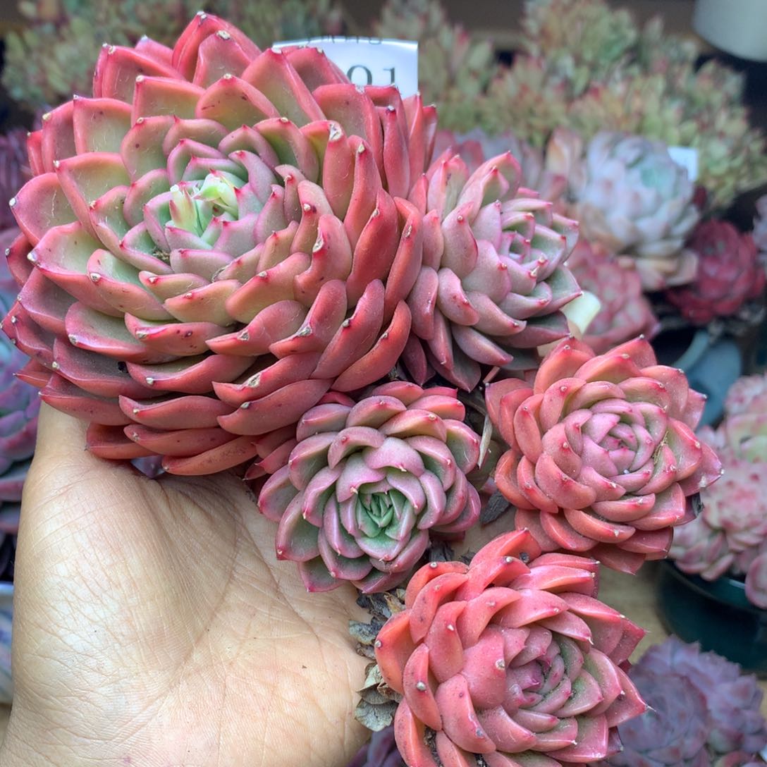 不***忆7901杂交精品基地15冠