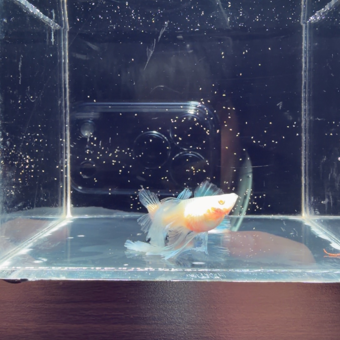 孔雀鱼蓝白绣球2号