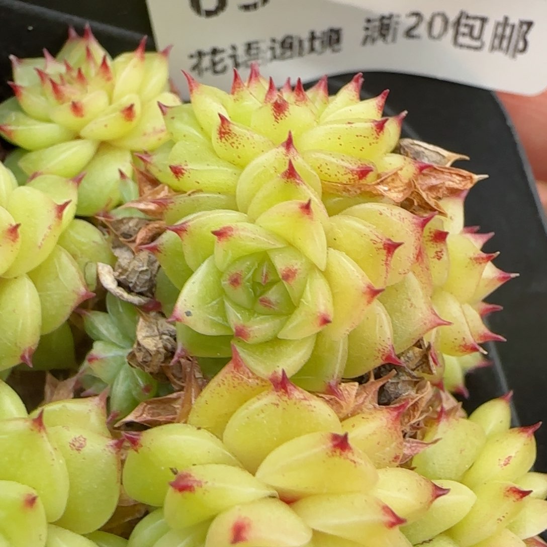 花语逸境0207-63散